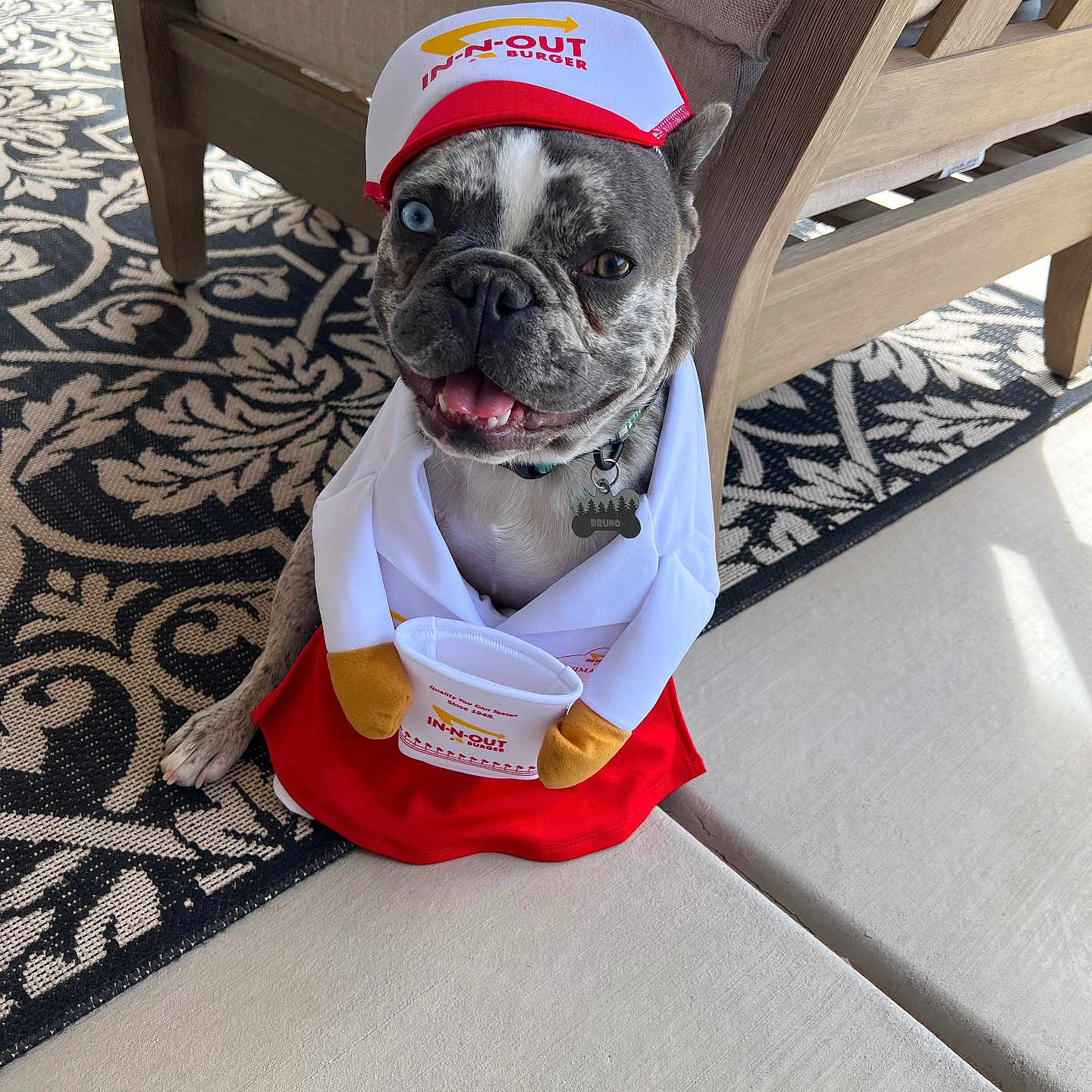 Bruno is registered to the contest to win money with this photo: animal, apron, blue_eye, brown_eye, chair, collar, costume, cute, dog, french_bulldog, hat, heterochromia, in_n_out_burger, indoor, pet, rug, smiling, tag, tongue_out, wooden_furniture