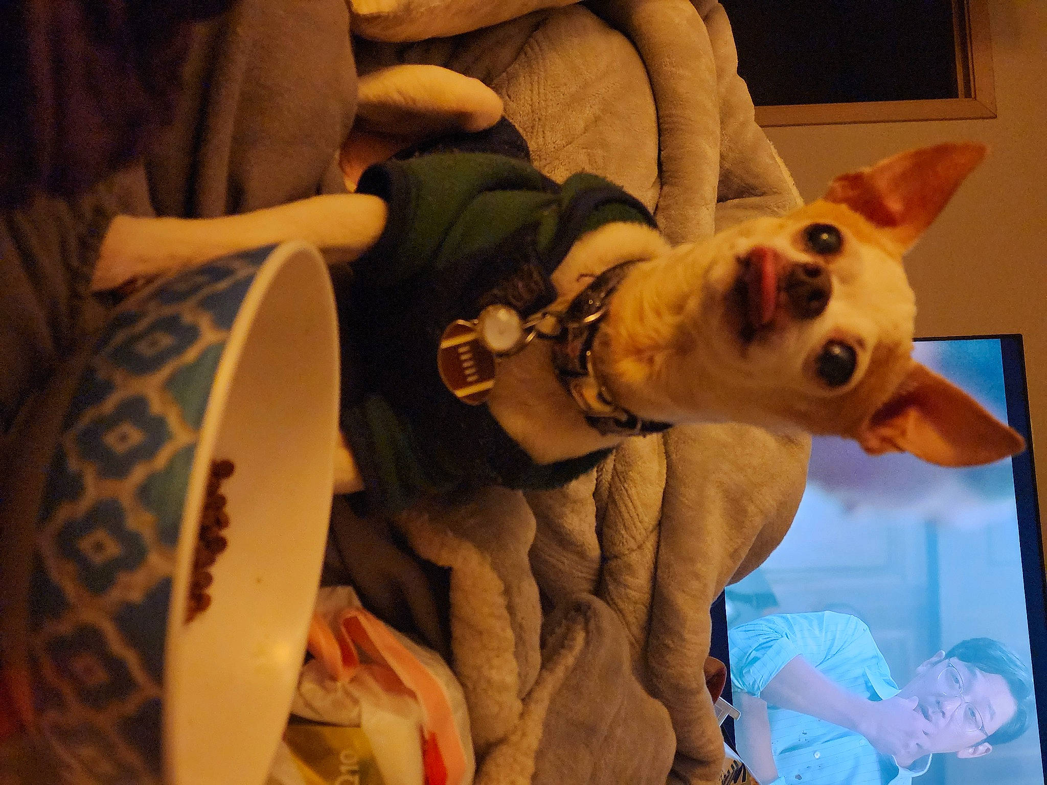 Max is registered to the contest to win money with this photo: canidae, carnivore, collar, comfort, companion_dog, dog, dog_breed, dog_clothes, dog_collar, dog_supply, ear, fawn, fur, hat, party_hat, snout, sporting_group, toy_dog, whiskers, working_animal