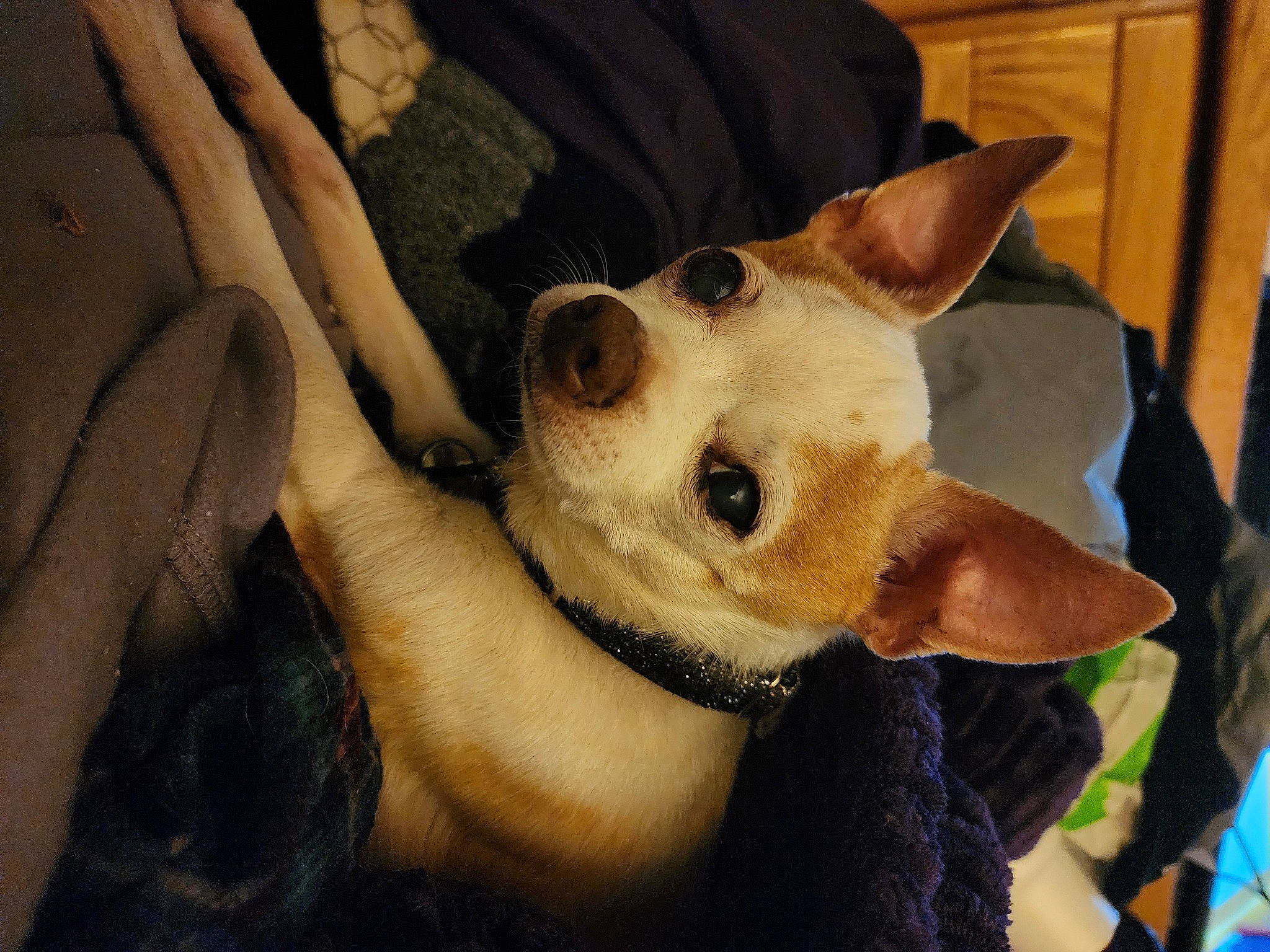 Max is registered to the contest to win money with this photo: canidae, carnivore, companion_dog, corgi_chihuahua, dog, dog_breed, ear, fawn, fur, happy, head, human_leg, jaw, selfie, snout, spitz, sporting_group, toy_dog, welsh_corgi, whiskers