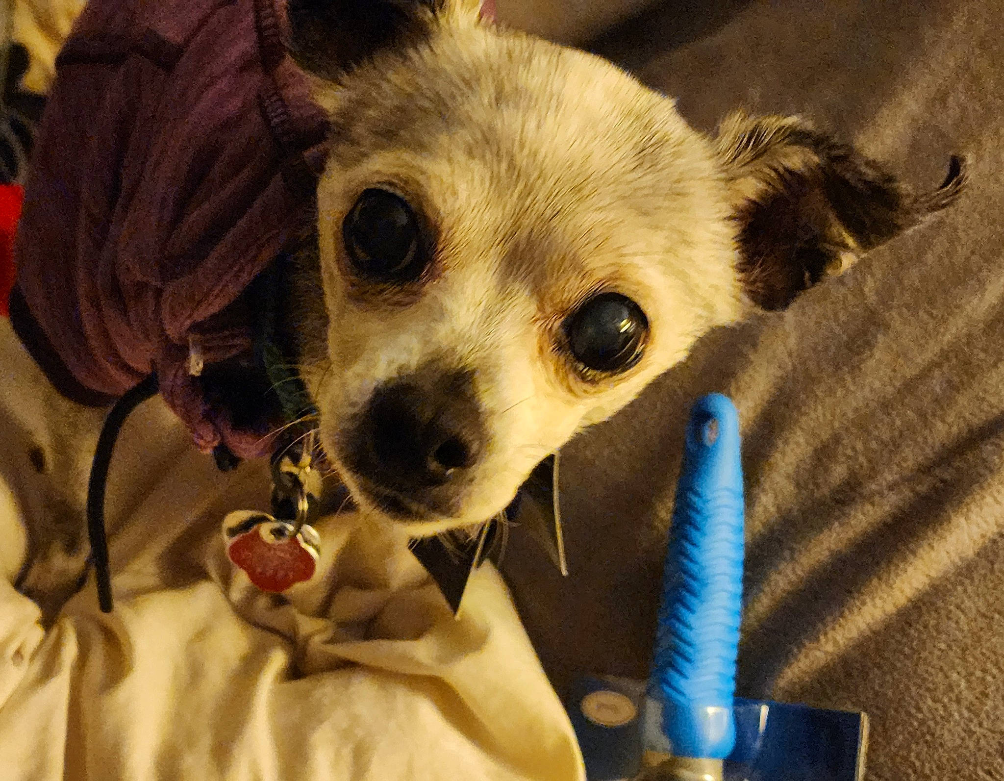 Mocha joined the competition — help win amazing prizes! canidae, carnivore, chihuahua, companion_dog, dog, dog_breed, dog_clothes, dog_supply, ear, fawn, fur, german_spitz, pomeranian, snout, sporting_group, terrestrial_animal, toy, toy_dog, whiskers, working_animal