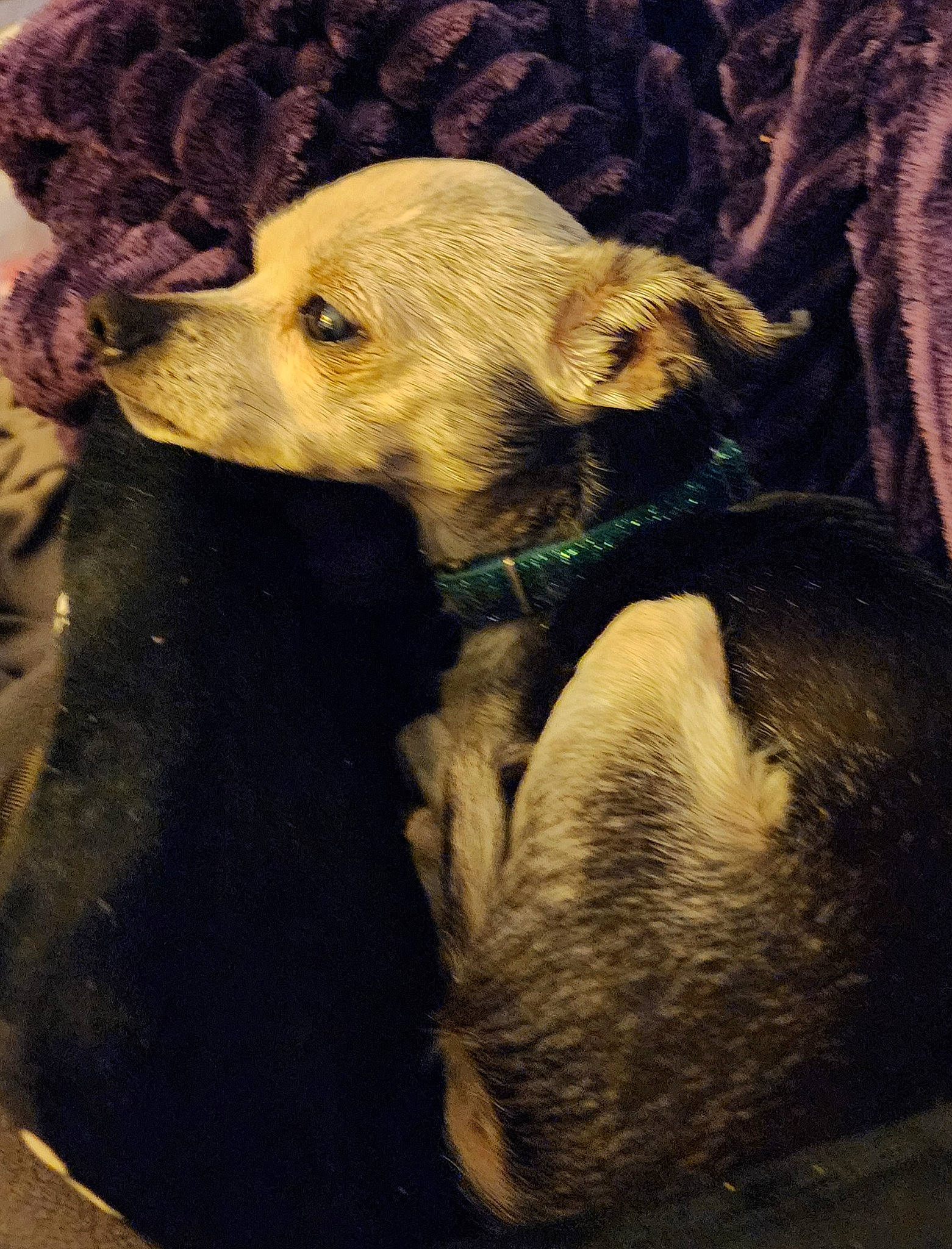 Mocha is registered to the contest to win money with this photo: ancient_dog_breeds, canidae, carnivore, companion_dog, dog, dog_breed, eye, fawn, fur, head, jaw, snout, sporting_group, street_dog, tail, terrestrial_animal, toy_dog, whiskers, wildlife, working_animal