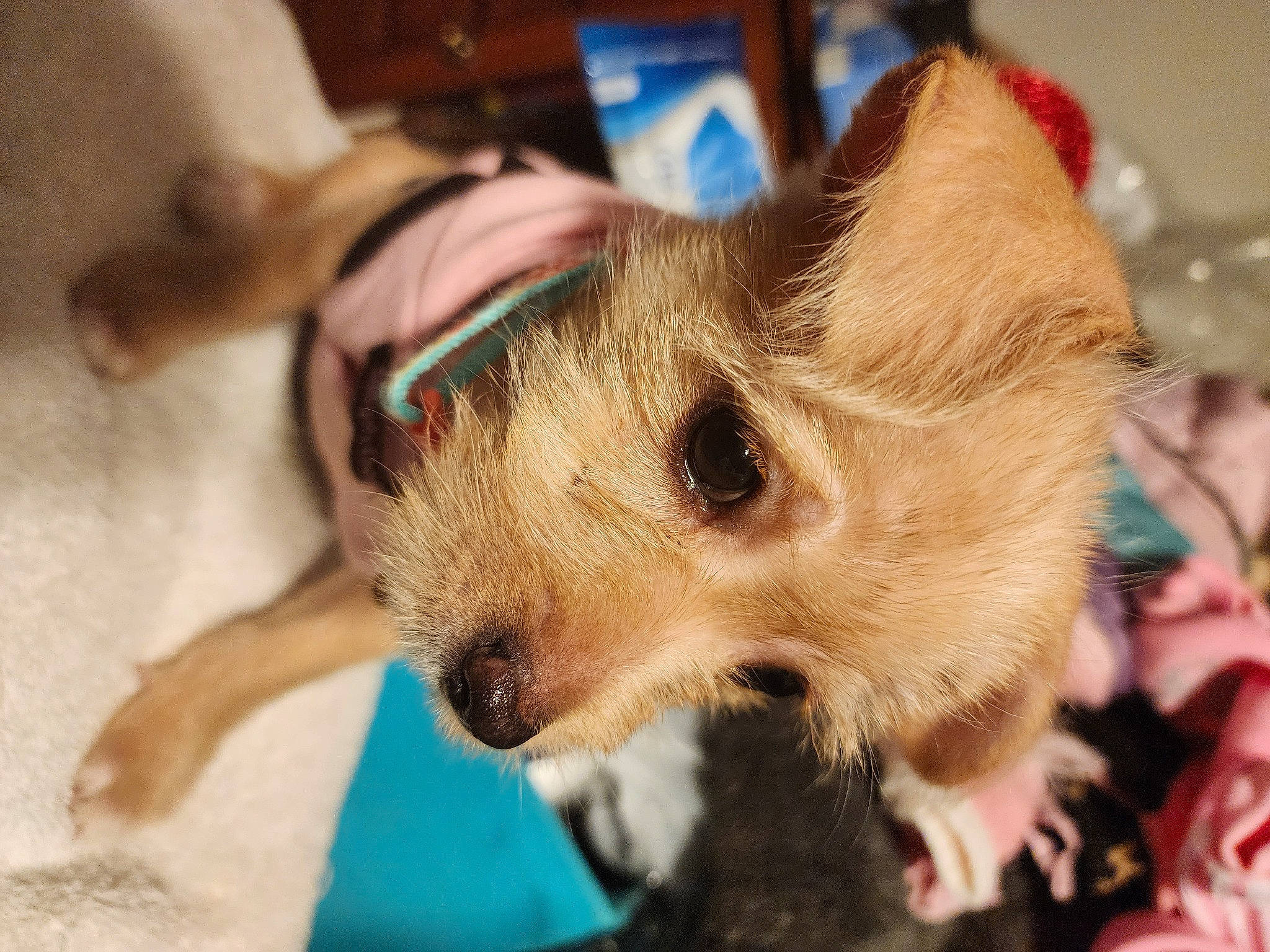 Piper is registered to the contest to win money with this photo: canidae, canis, carnivore, companion_dog, dog, dog_breed, fur, non_sporting_group, pomeranian, snout, spitz, sporting_group, terrestrial_animal, toy_dog, whiskers, working_animal