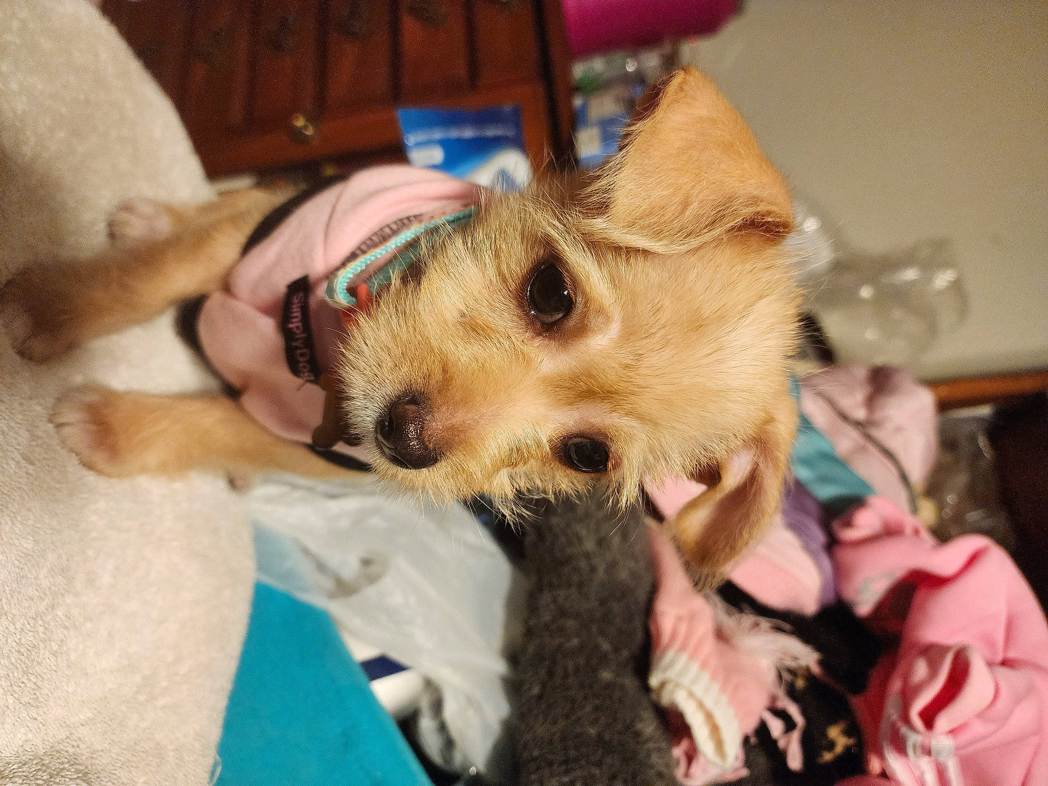 Piper joined the competition — help win amazing prizes! canidae, carnivore, collar, comfort, companion_dog, dog, dog_breed, dog_clothes, dog_supply, ear, fawn, fur, selfie, small_terrier, snout, sporting_group, sunglasses, terrier, toy_dog, working_animal