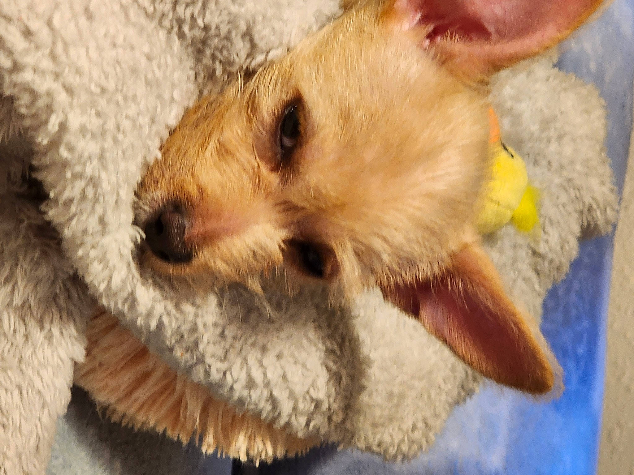 Piper is registered to the contest to win money with this photo: canidae, carnivore, claw, companion_dog, dog_breed, fawn, fur, paw, snout, tail, terrestrial_animal, toy, toy_dog, whiskers, wildlife