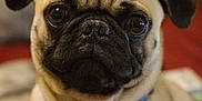 Pugsley is registered to the contest to win money with this photo: pug, dog, pet, close_up, face, collar, indoor, animal, cute, wrinkles, brown, black, fur, ears, nose, eyes, portrait, canine, companion, friendly