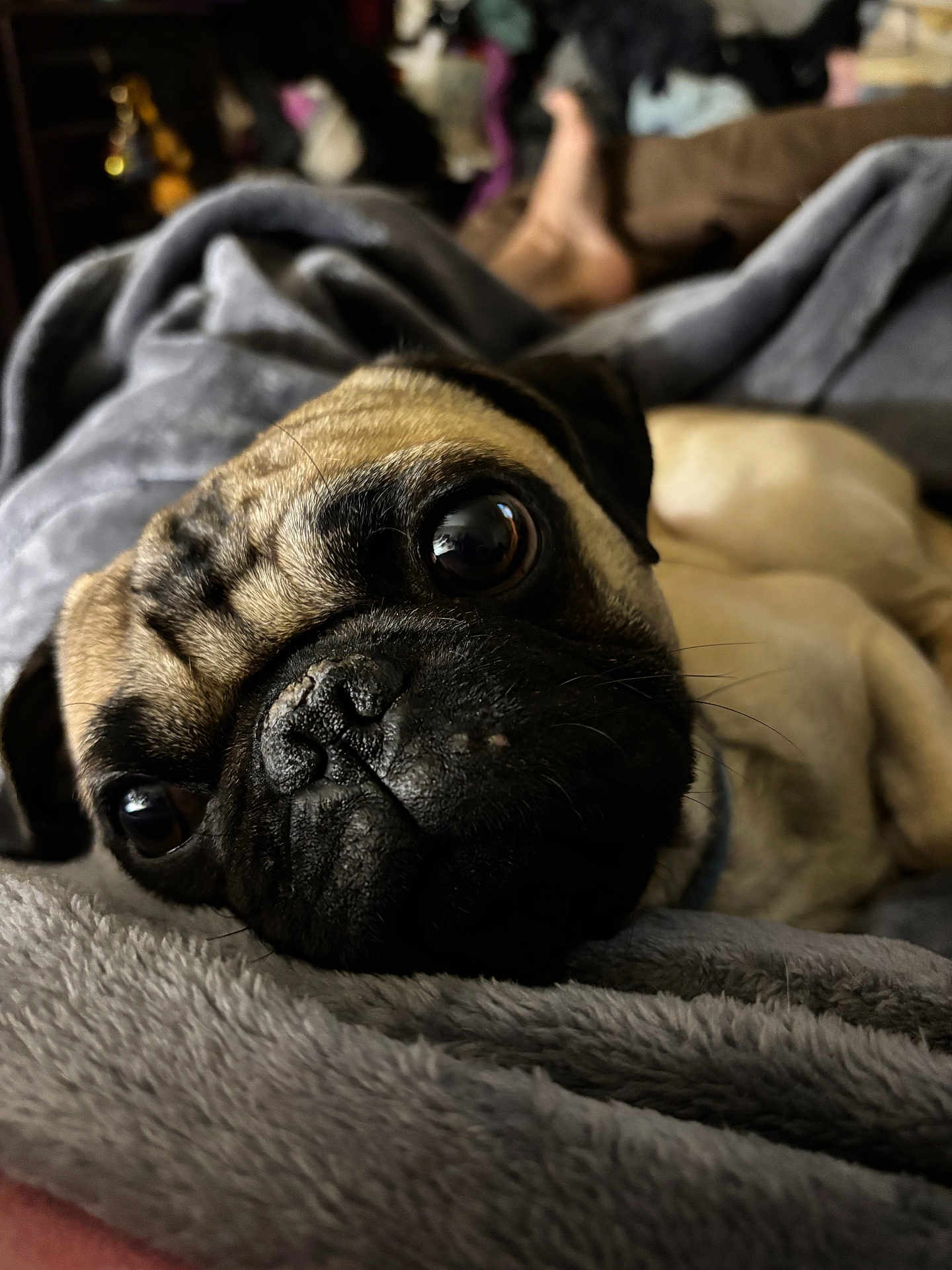 Pugsley
