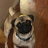 Pugsley joined the competition — help win amazing prizes! dog, pug, pet, animal, indoor, wooden_floor, leaf, curious, looking_up, collar, small, brown, cute, companion, domestic, fur, face, ears, tail, expression