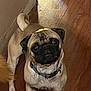 dog, pug, pet, animal, indoor, wooden_floor, leaf, curious, looking_up, collar, small, brown, cute, companion, domestic, fur, face, ears, tail, expression