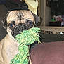 Pugsley is registered to the contest to win money with this photo: dog, pug, pet, toy, rope_toy, indoor, couch, pink_cushion, playful, curious, animal, mammal, closeup, face, sitting, fur, ears, eyes, nostrils, paw