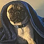 Pugsley joined the competition — help win amazing prizes! dog, pug, blanket, blue_blanket, pet, animal, indoor, cozy, fur, face, collar, portrait, cute, expression, snug, wrapped, canine, companion, home, relaxed