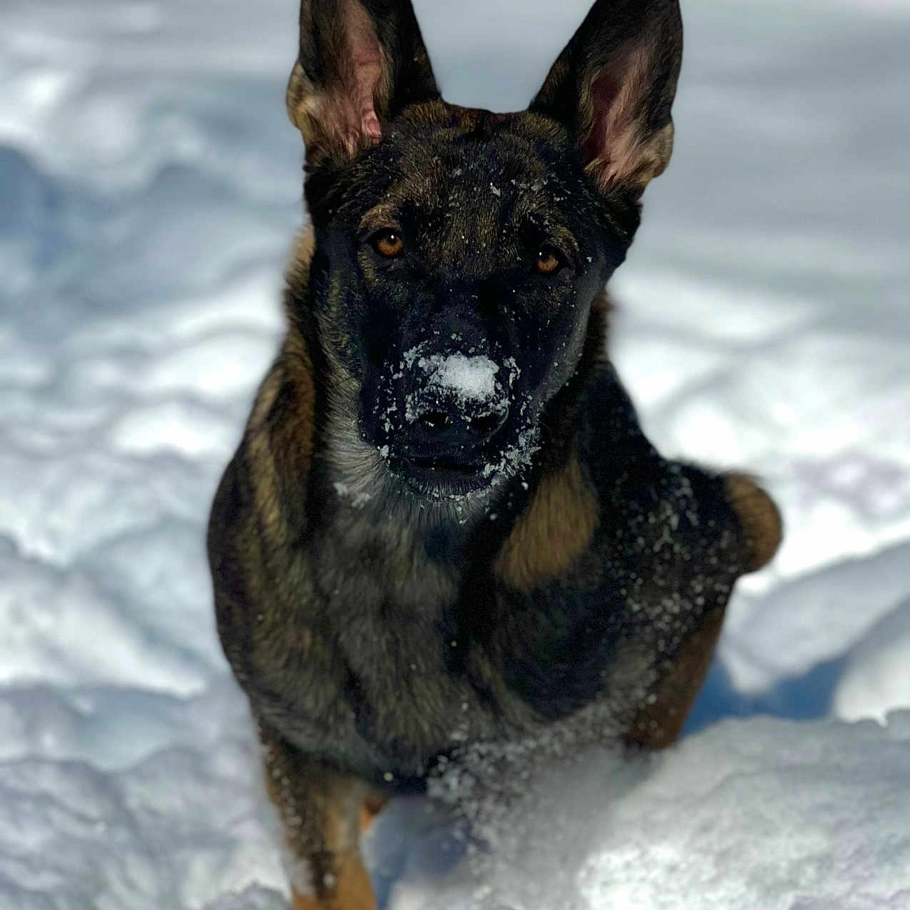 Buggsy joined the competition — help win amazing prizes! animal, bulldog, canine, dog, germanshepherd, nature, outdoors, pet, policedog, puppy, snout, snow