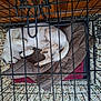 dog, crate, sleeping, blanket, white_dog, pet, indoor, floor, tile_floor, resting, curled_up, furniture, metal_bars, cozy, animal, paw, tail, quiet, domestic, relaxed