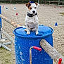 dog, puppy, blue_barrel, outdoor, agility_training, cones, wooden_poles, sand, collar, pet, animal, fence, grass, nature, playground, training_area, canine, small_dog, sitting, alert