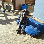 Ary Destder a rejoint le concours — aidez-le/la à gagner de superbes lots ! dog, puppy, great_dane, blue_cushion, sunlight, shadow, concrete_floor, shed, wooden_beams, container, box, collar, leash, pet, animal, indoors, relaxed, curious, resting, daylight