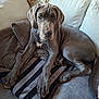 Ary Destder participe au concours pour gagner de l'argent avec cette photo : dog, great_dane, puppy, couch, blanket, pillow, indoor, pet, resting, canine, fur, animal, mammal, large_dog, looking, ears, snout, paws, comfortable, home