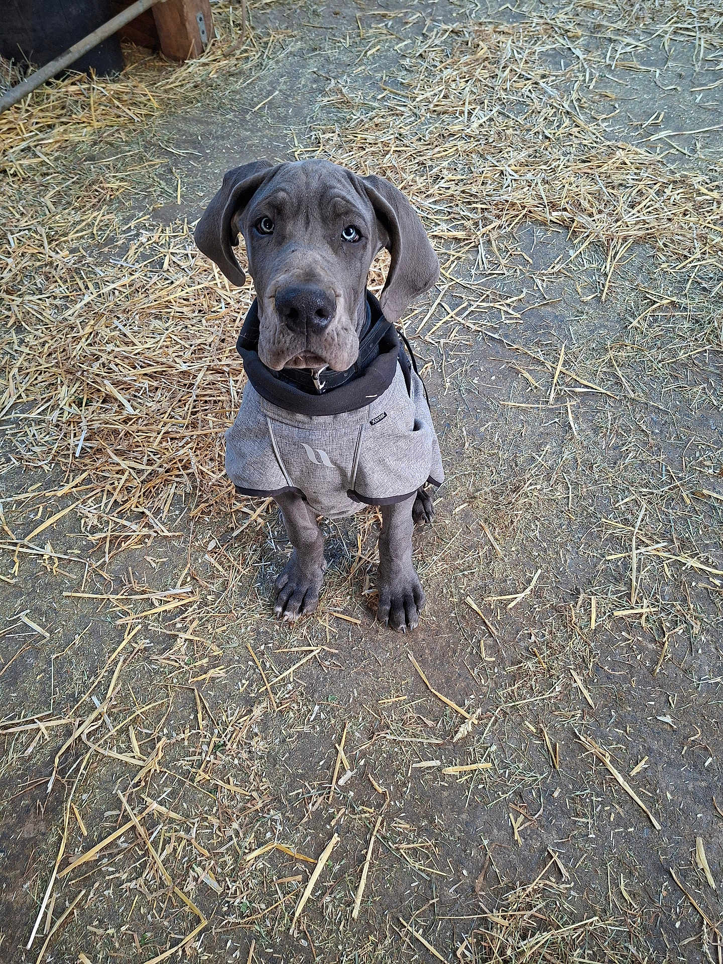 Ary Destder a rejoint le concours — aidez-le/la à gagner de superbes lots ! dog, puppy, great_dane, gray_coat, jacket, outdoor, straw, dirt, sitting, pet, young_dog, cute, animal, canine, looking_up, ears, paws, collar, farm, companion