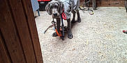 Ary Destder participe au concours pour gagner de l'argent avec cette photo : dog, puppy, great_dane, indoors, stable, horse_tack, saddles, wooden_walls, concrete_floor, gray_outfit, leash, curious, animal, pet, young_dog, barn, equipment, rope, harness, indoors_lighting