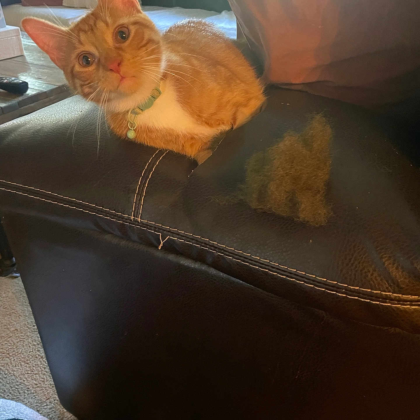 Phoenix joined the competition — help win amazing prizes! animal, carpet, cat, close_up, collar, cozy, curious, domestic_cat, feline, furniture, home, indoor, leather_couch, living_room, orange_tabby, pet, pillow, resting, scratched_couch, worn_furniture