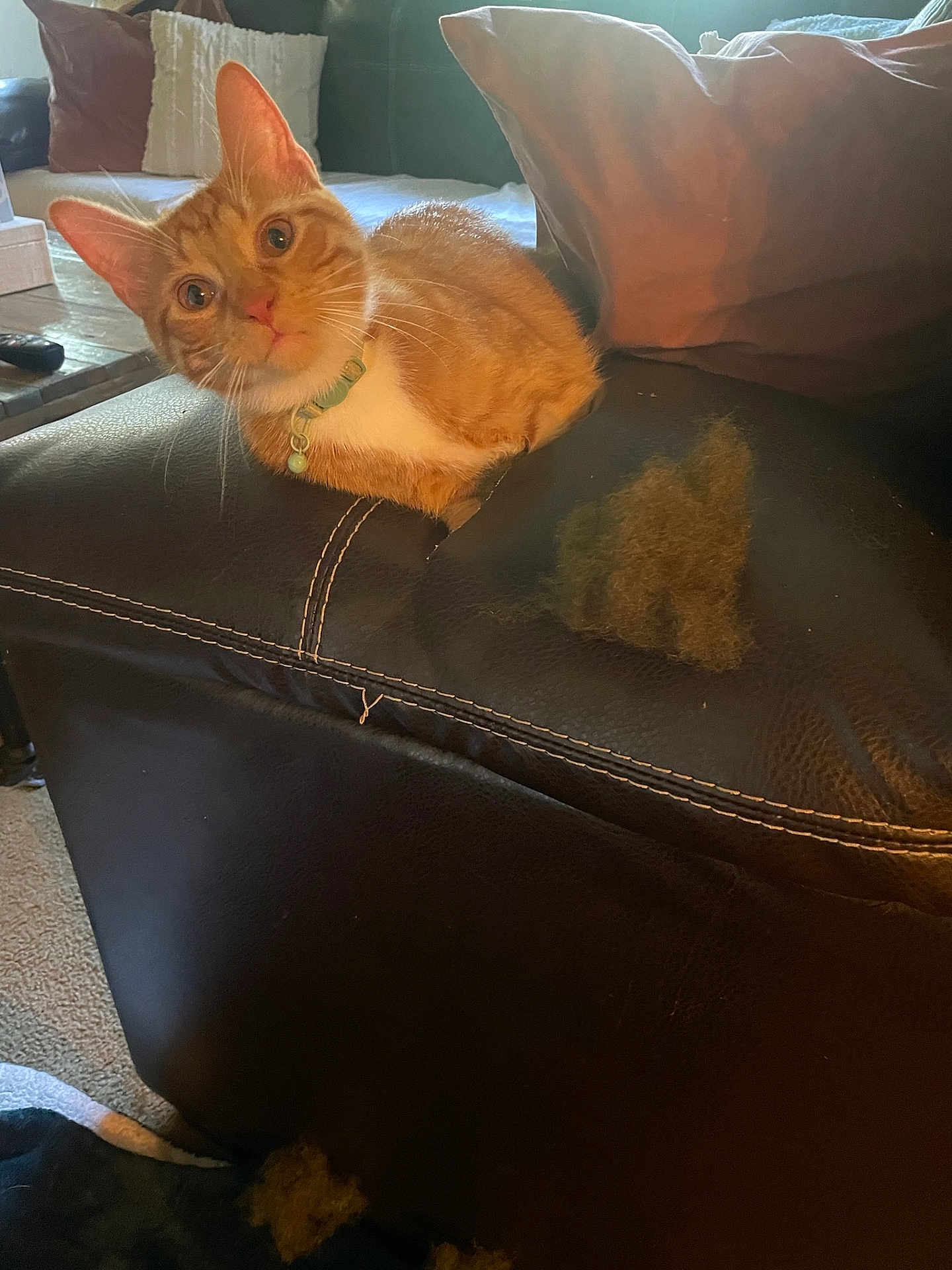 Phoenix joined the competition — help win amazing prizes! cat, orange_tabby, collar, leather_couch, worn_furniture, indoor, curious, pet, animal, pillow, carpet, living_room, home, furniture, close_up, feline, resting, domestic_cat, scratched_couch, cozy