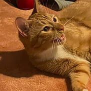 Phoenix is registered to the contest to win money with this photo: cat, orange_tabby, pet, animal, indoor, carpet, fur, whiskers, ear, face, mouth_open, relaxed, lying_down, domestic_cat, feline, close_up, cute, tabby_pattern, home, resting