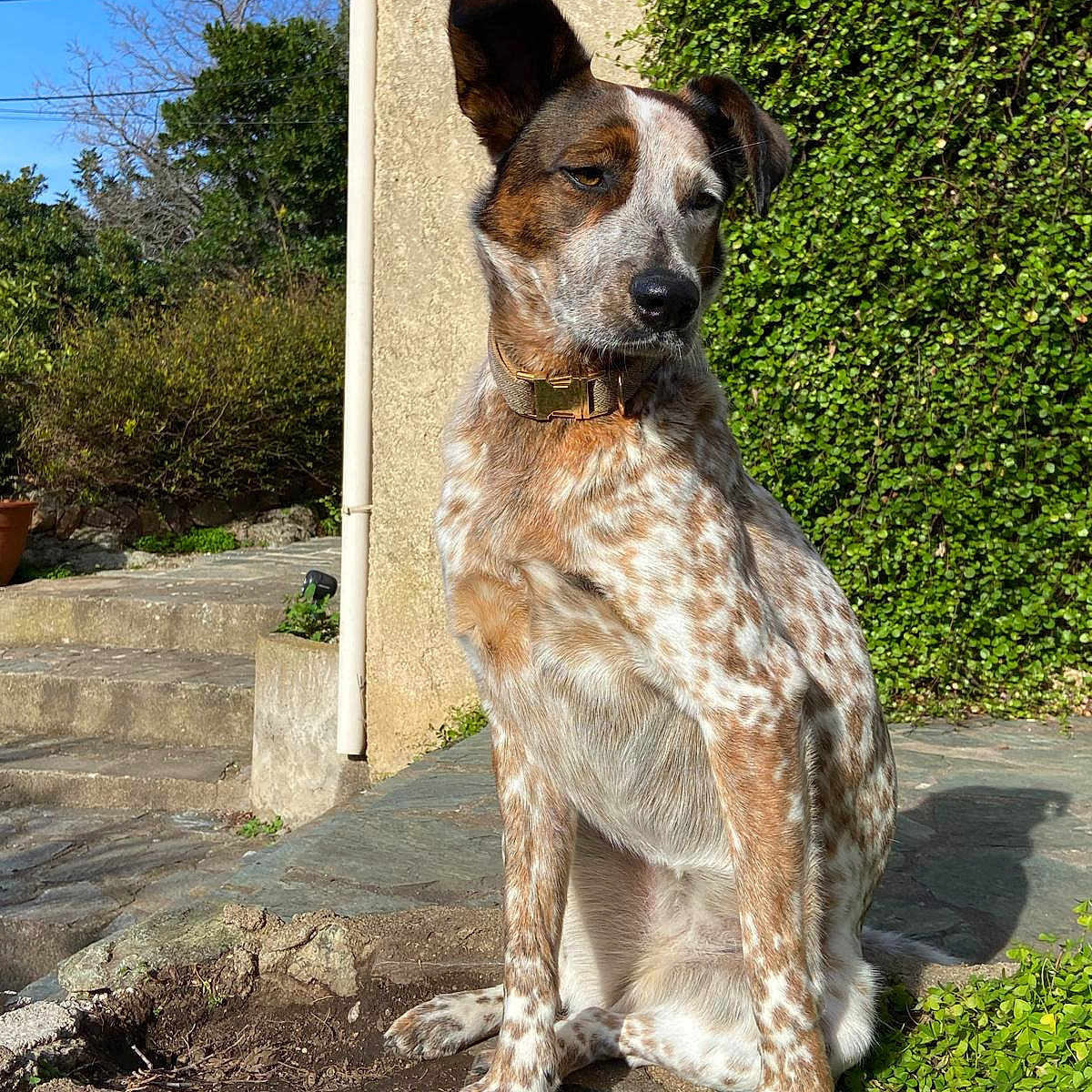 Nala