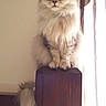 cat, fluffy, long_hair, sitting, wooden_post, indoors, window, curtain, light, pet, animal, feline, tail, ears, whiskers, domestic_cat, fur, portrait, resting, house