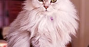 Shyla is registered to the contest to win money with this photo: cat, fluffy, long_hair, pet, indoor, feline, animal, portrait, white_fur, green_eyes, sitting, close_up, domestic_cat, cute, furry, mammal, whiskers, collar, soft_texture, relaxed