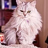 cat, fluffy, long_hair, pet, indoor, feline, animal, portrait, white_fur, green_eyes, sitting, close_up, domestic_cat, cute, furry, mammal, whiskers, collar, soft_texture, relaxed