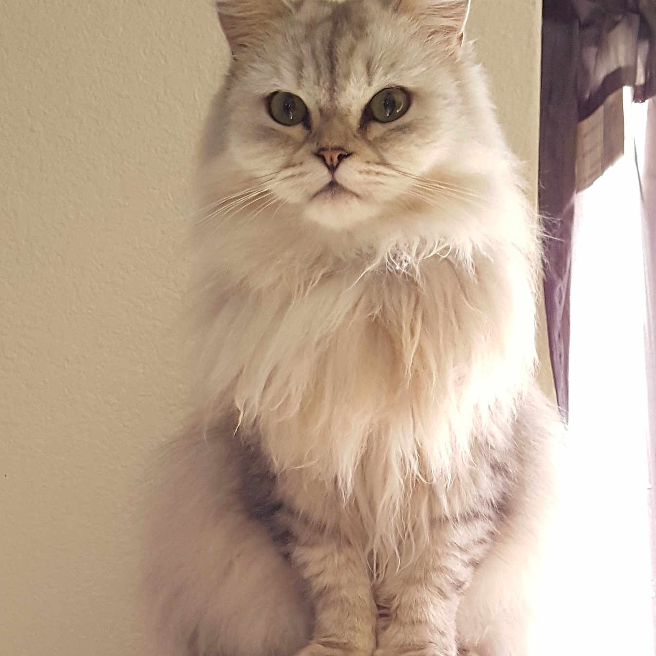 Shyla