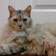 Sasha is registered to the contest to win money with this photo: