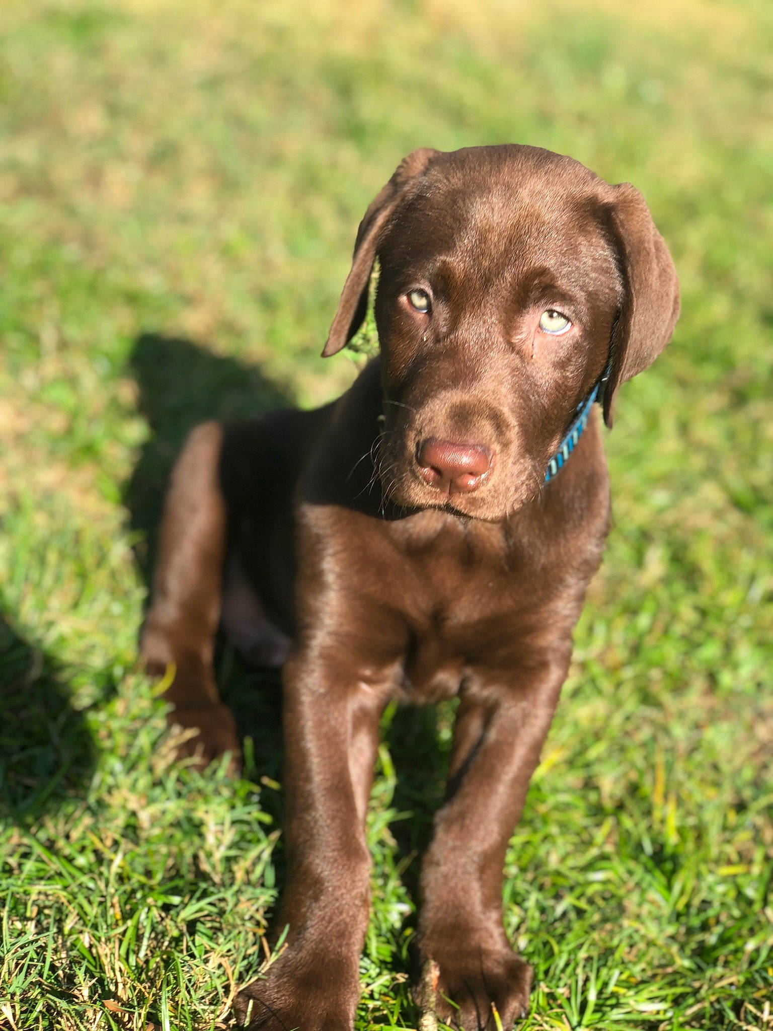 Captain is registered to the contest to win money with this photo: canidae, carnivore, chesapeake_bay_retriever, dog, dog_breed, gun_dog, hunting_dog, labrador_retriever, liver, mammal, patterdale_terrier, pointing_breed, pudelpointer, puppy, retriever, sporting_group, vertebrate