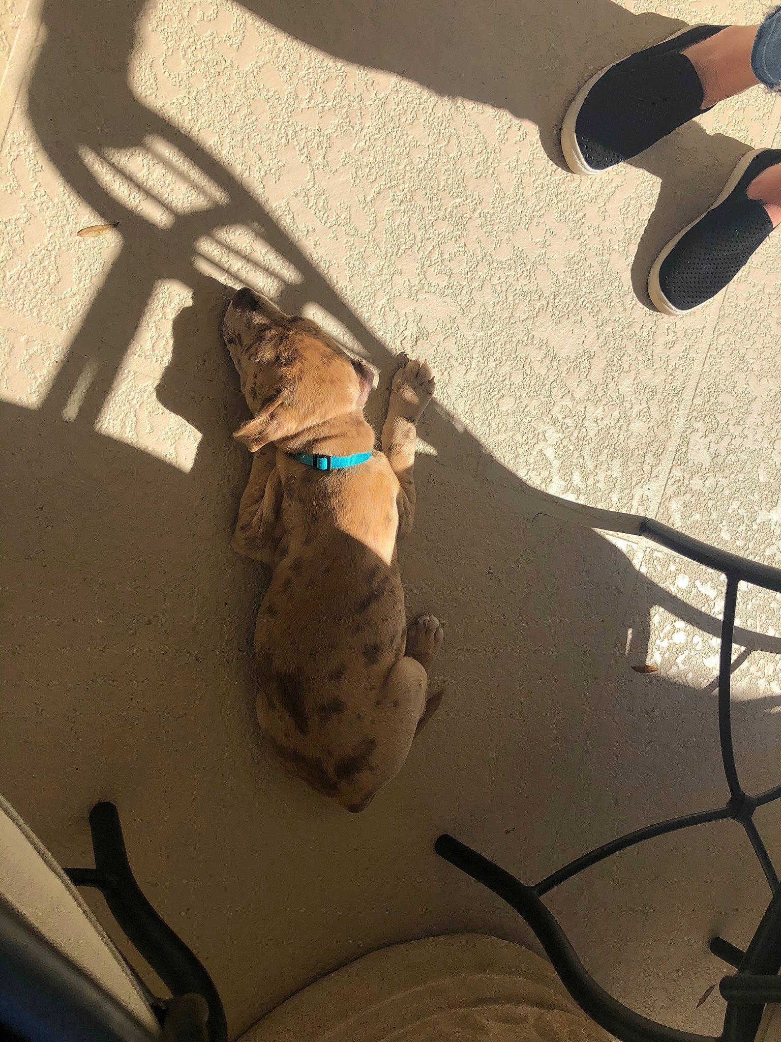 Paul joined the competition — help win amazing prizes! fawn, footwear, leg, shadow, shoe