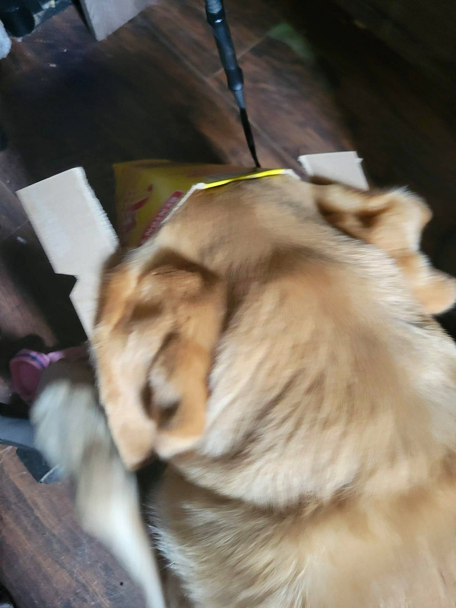 Darbee joined the competition — help win amazing prizes! canidae, carnivore, companion_dog, dog, dog_breed, fawn, fur, german_spitz, non_sporting_group, snout, spitz, sporting_group, whiskers, working_animal, working_dog