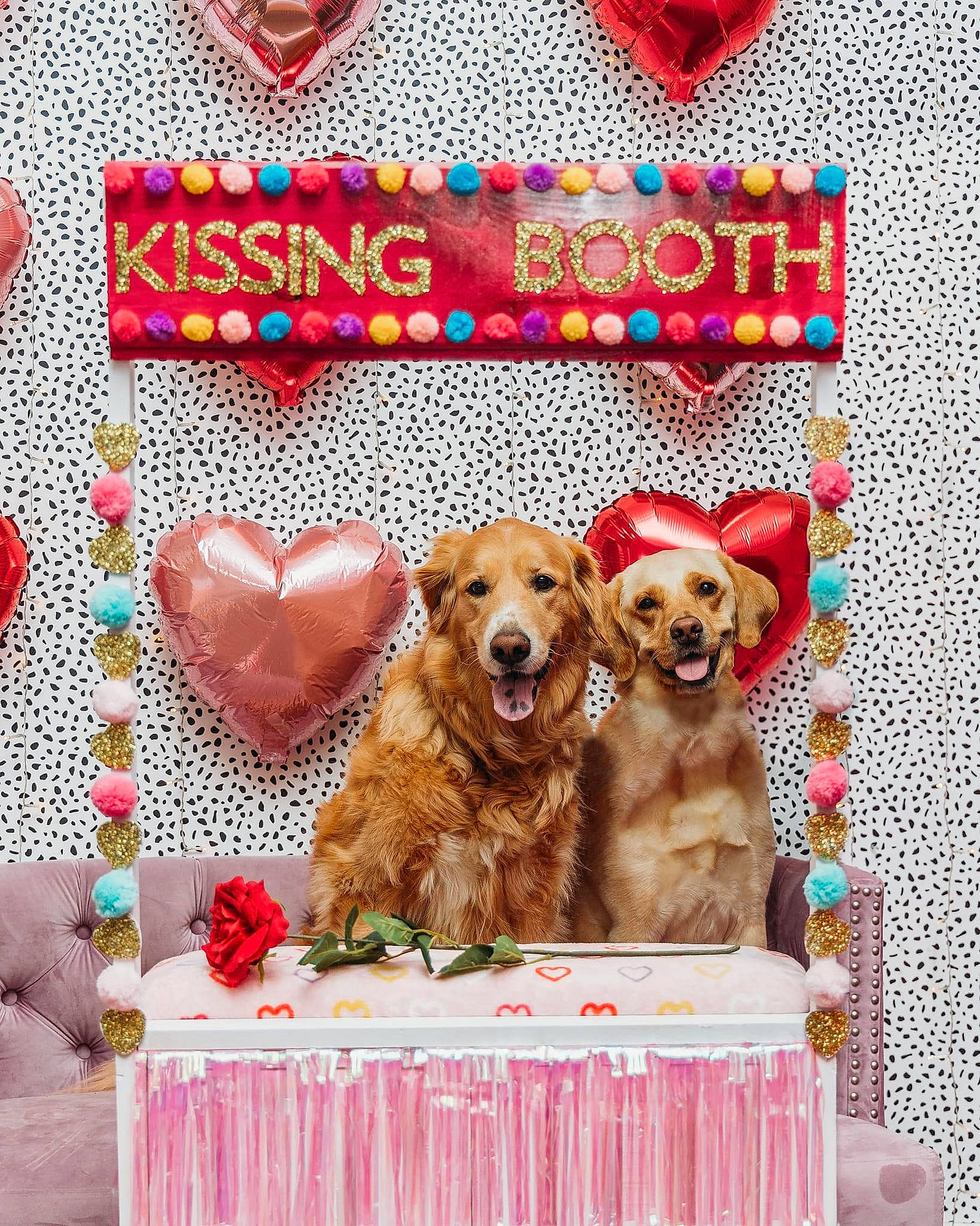 Darbee is registered to the contest to win money with this photo: canidae, carnivore, companion_dog, dog, dog_breed, dog_supply, event, fashion_accessory, fawn, linens, mammal, pattern, pet_supply, pink, rectangle, sporting_group, table, textile, toy, working_animal