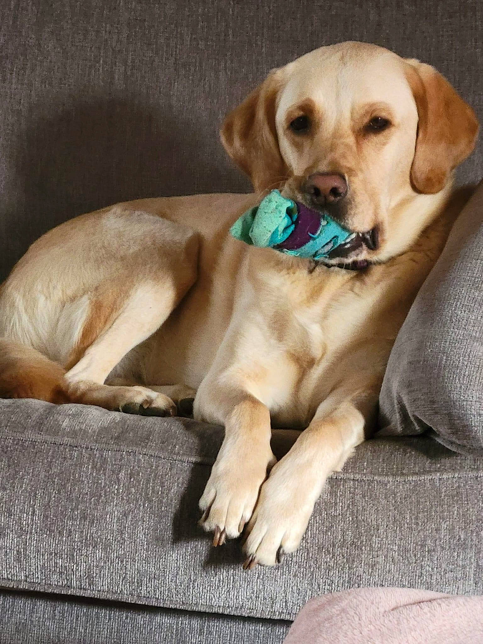 Darbee joined the competition — help win amazing prizes! canidae, carnivore, collar, companion_dog, dog, dog_breed, dog_collar, dog_supply, fawn, fur, gun_dog, labrador_retriever, paw, plant, puppy, retriever, snout, sporting_group, whiskers, working_animal