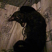 Arya a rejoint le concours — aidez-le/la à gagner de superbes lots ! bed, black_cat, blanket, cat, closeup, cozy, curled, dark, ear, eyes, feline, fur, indoor, nighttime, patterned_bedding, pet, resting, sleeping, tail, whiskers