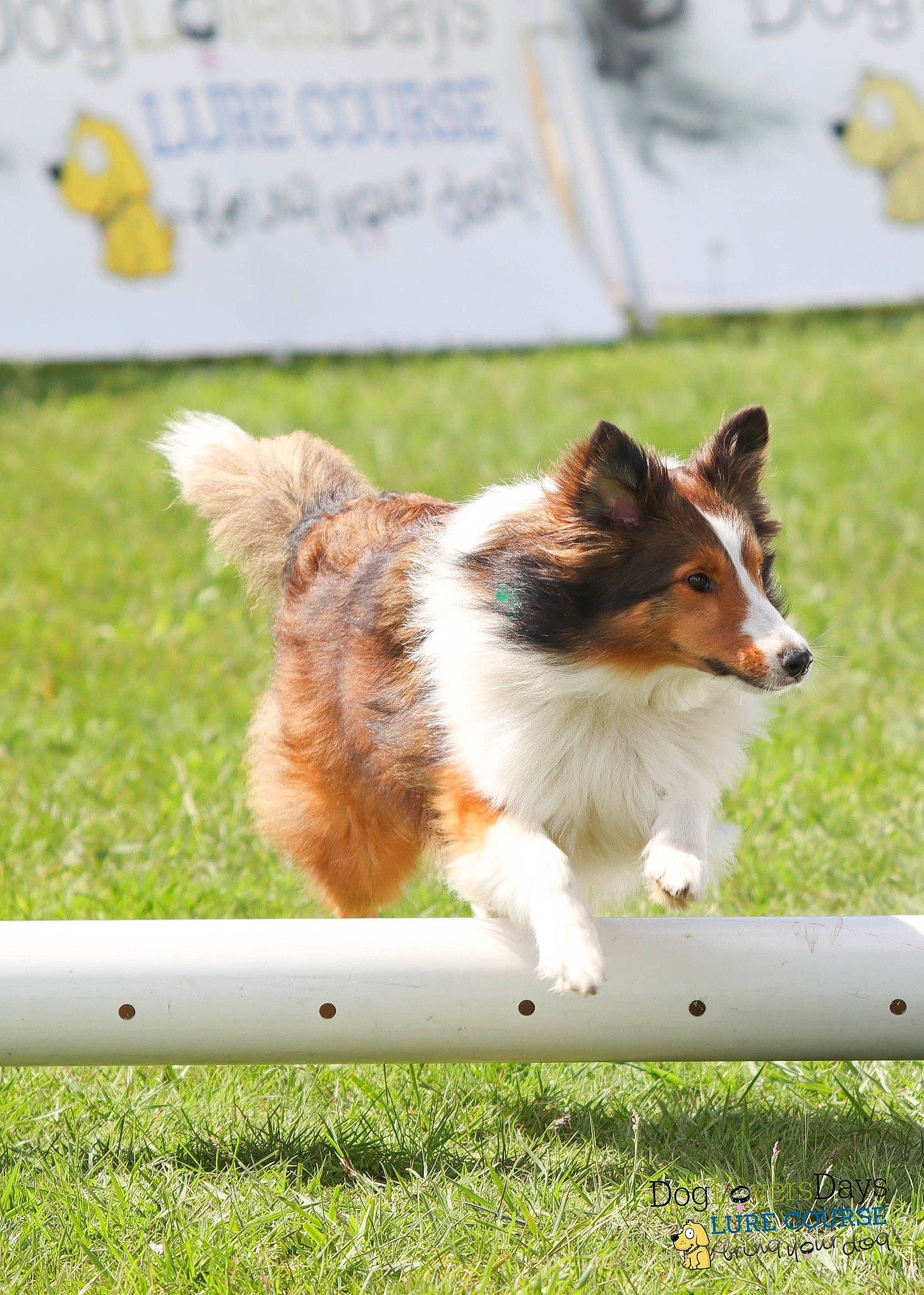 Aria joined the competition — help win amazing prizes! canidae, carnivore, collie, companion_dog, dog, dog_agility, dog_breed, grass, herding_dog, plant, rough_collie, scotch_collie, snout, sporting_group, tail, terrestrial_animal, working_dog