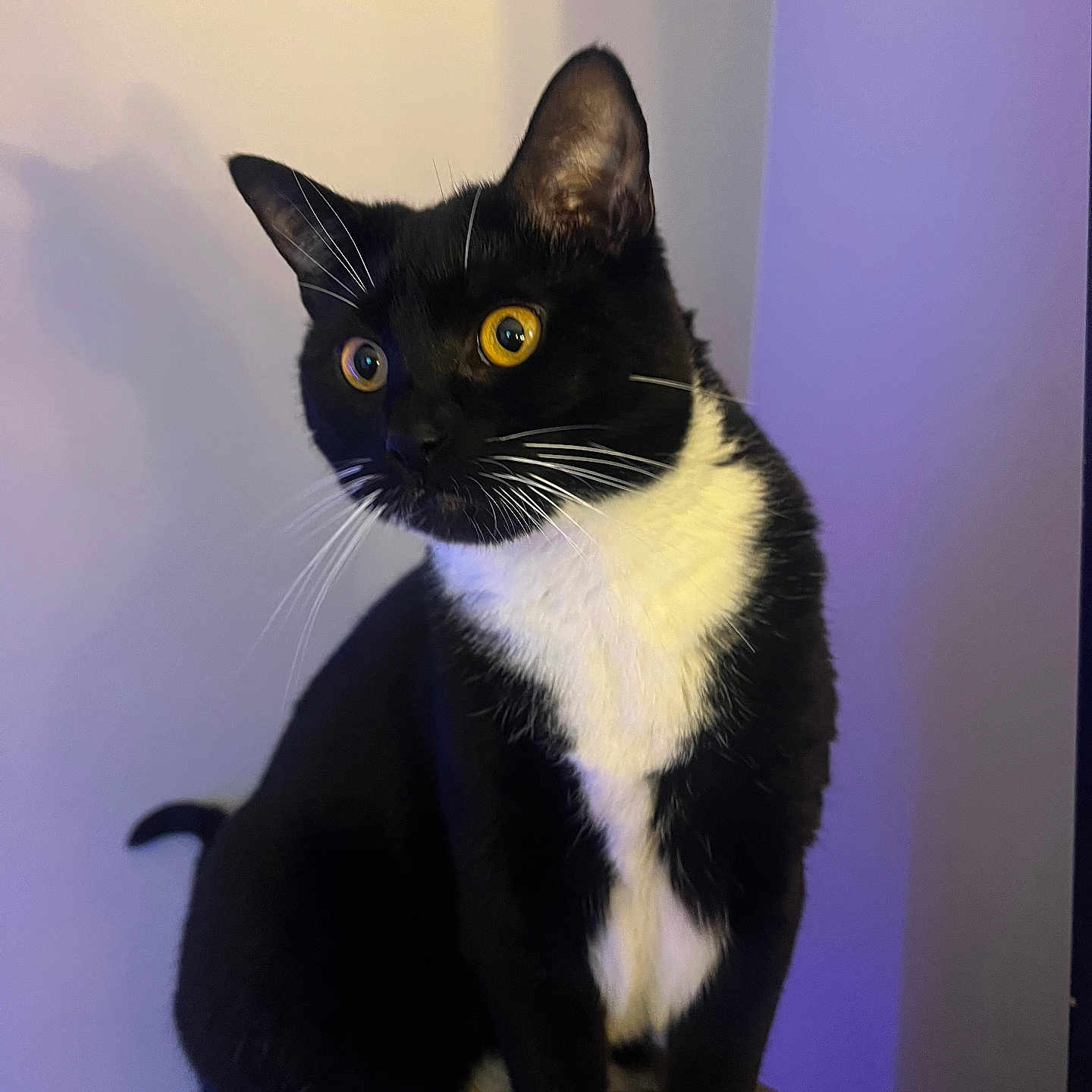 J.t. joined the competition — help win amazing prizes! alert, animal, black_and_white, cat, close_up, companion, curious, cute, domestic_cat, feline, fur, furry, indoor, pet, portrait, shadow, sitting, tuxedo_cat, whiskers, yellow_eyes