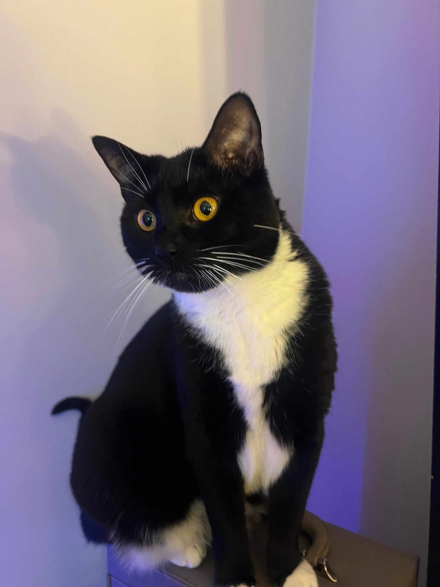 J.t. joined the competition — help win amazing prizes! cat, tuxedo_cat, black_and_white, pet, animal, feline, indoor, curious, sitting, whiskers, yellow_eyes, shadow, fur, portrait, alert, close_up, domestic_cat, cute, furry, companion