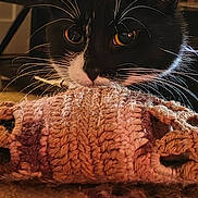 Gizzmo is registered to the contest to win money with this photo: animal, blanket, bookshelf, carpet, cat, closeup, cozy, crochet, curious, ears, eyes, face, furniture, home, indoor, pets, relaxing, soft_lighting, tuxedo_cat, whiskers