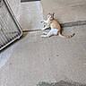 animal, casual, cat, concrete_floor, curious, daylight, domestic_cat, fan, looking, mammal, orange_and_white_cat, outdoor, paw, pet, relaxed, sidewalk, single_animal, tail, tilted_fan, whiskers