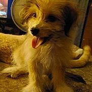 Flag joined the competition — help win amazing prizes! puppy, dog, indoor, carpet, tongue_out, fluffy, pet, happy, animal, cute, home, fan, television, furry, small_dog, canine, domestic, young_dog, mammal, companion