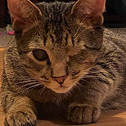 Rudy joined the competition — help win amazing prizes! animal, cat, close_up, cute, domestic_animal, ears, eyes, feline, floor, fur, indoor, mammal, one_eyed, paw, pet, portrait, resting, tabby, whiskers, wooden_floor
