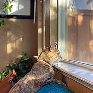 Millie is registered to the contest to win money with this photo: animal, cat, collar, contemplation, couch, cozy, daylight, domestic, feline, home, indoor, pet, plant, quiet, reflection, relaxation, shadow, side_view, sunlight, window