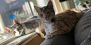 Millie is registered to the contest to win money with this photo: animal, cat, cats, collar, comfort, couch, cozy, curious, daylight, domestic_animal, feline, fur, home, indoor, pet, relaxed, resting, sunlight, two_animals, window