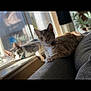 animal, cat, cats, collar, comfort, couch, cozy, curious, daylight, domestic_animal, feline, fur, home, indoor, pet, relaxed, resting, sunlight, two_animals, window