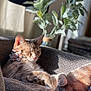 Millie joined the competition — help win amazing prizes! blurred_background, cat, closeup, comfortable, cozy, cushion, domestic, feline, flower_bow, fur, houseplant, indoor, nap, paw, pet, relaxed, resting, sleeping, sunlight, whiskers