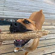 Maggie joined the competition — help win amazing prizes! dog, stick, wooden_deck, pet, animal, playful, brown_dog, canine, outdoor, tongue, teeth, paw, close_up, looking_up, friendly, bite, snout, fur, happy, daylight