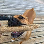 animal, bite, brown_dog, canine, close_up, daylight, dog, friendly, fur, happy, looking_up, outdoor, paw, pet, playful, snout, stick, teeth, tongue, wooden_deck