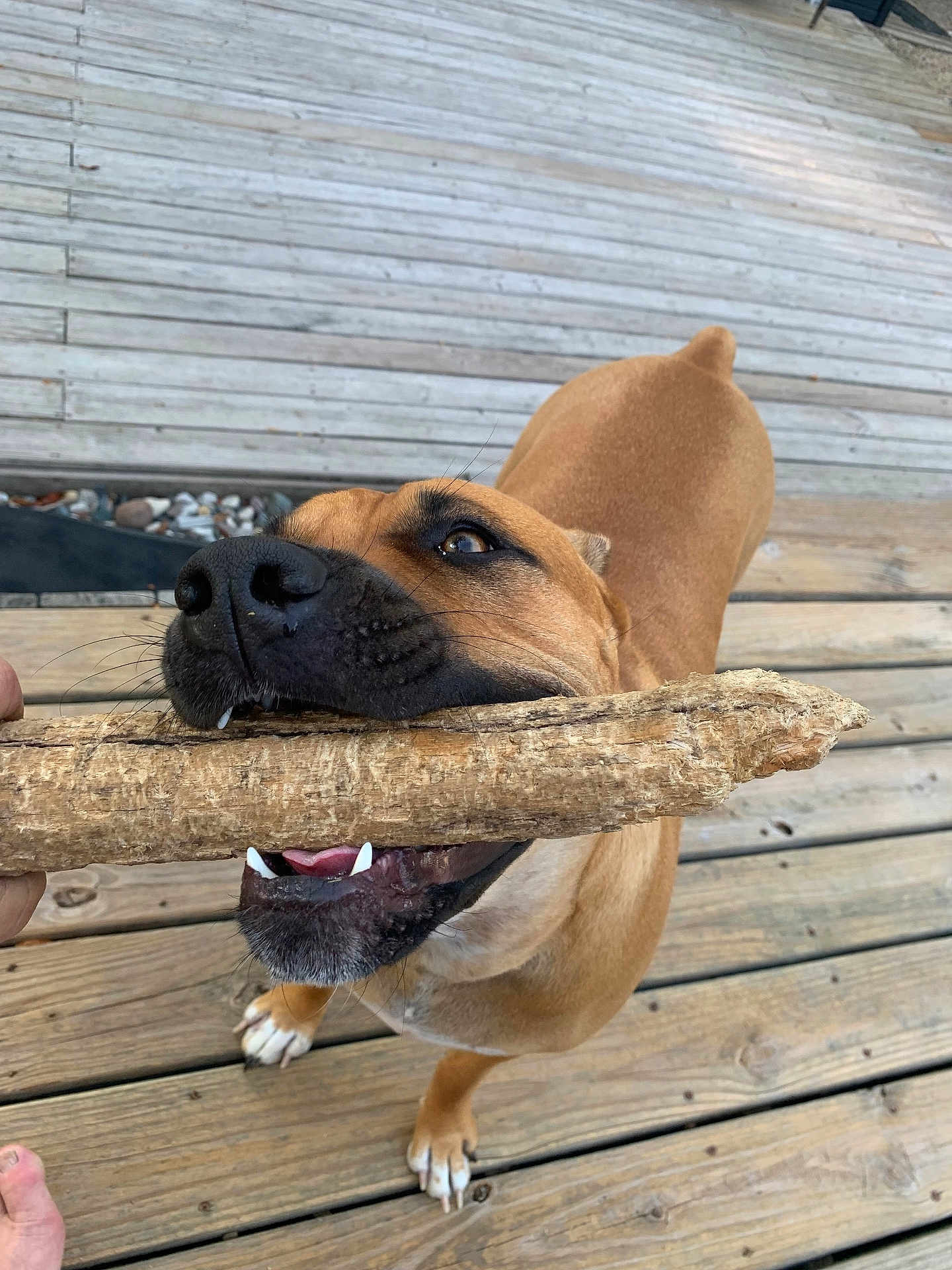 Maggie